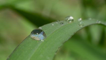 dew on a grass