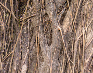 Thick and thin timber roots, on the ground
