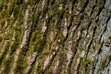 tree bark texture