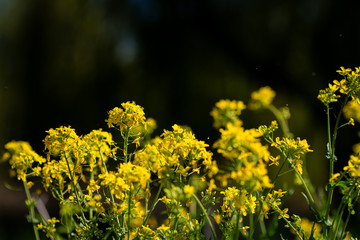 yellow flowers in spring