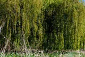 Green tree with draping branches