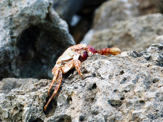 crab on rock in bocas de ceniza, Barranquilla, Colombia.