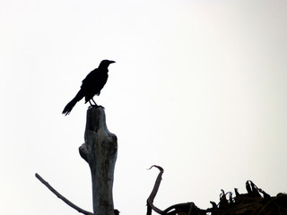 crow on a branch bocas de ceniza, Barranquilla, Colombia.