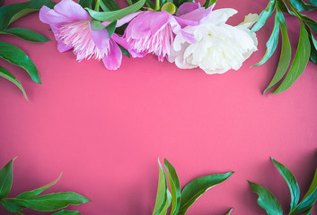 Beautiful floral background. Pink and white peonies with leaves on red background. Space for text
