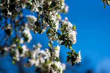 Blossoming Tree