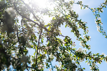 Blossoming Tree With Lens Flare