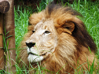 portrait of a male lion