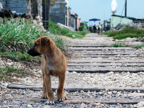 Stray Yellow Dog On The Beach In Bocas De Ceniza, Barranquilla, Colombia.	