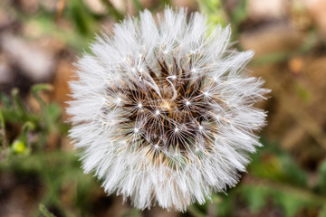 close up of dandelion