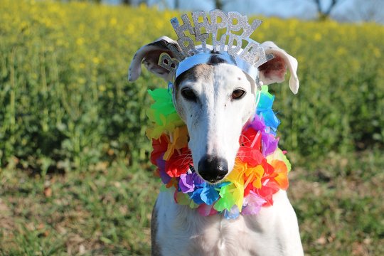 funny galgo head portrait with happy birthday on the head and colorful hawaian chains around the neck