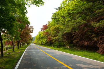 Road. Naejangsan National Park in Jeongeup-si, South Korea.
