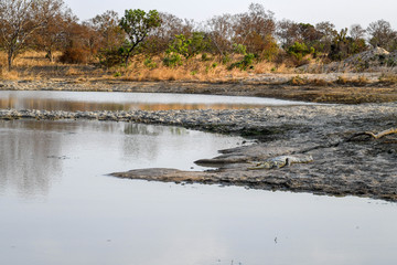 Crocodile in Nazing national park in Burkina Faso