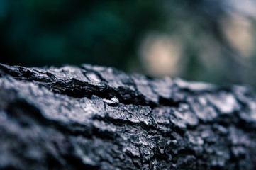 Tree surface