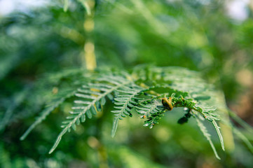 fern leaf in the forest