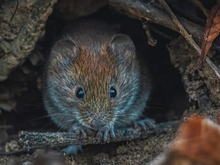 Maus sieht aus ihrem Bau