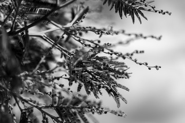 branches of a tree