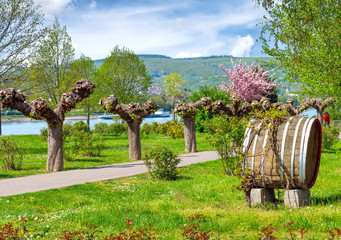 Frühling im Mittelrheintal bei Braubach