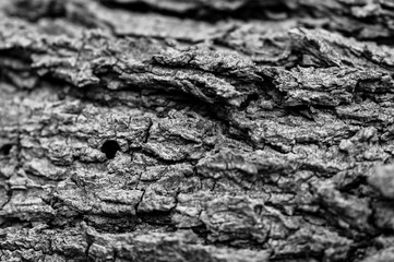 tree bark texture