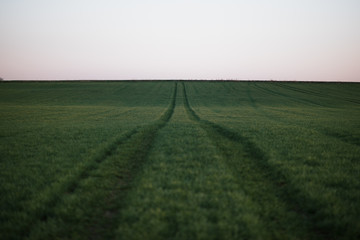 Obraz premium Agricultural field of grains with a road. Concept of agricultural in Europe.