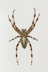 Araneus diadematus spider