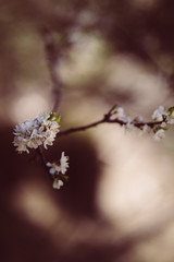 weiße zarte Blüten im Frühling