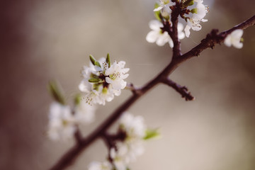 weiße zarte Blüten im Frühling