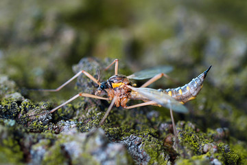 Big insect on the ground