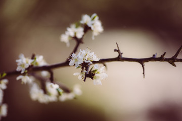 weiße zarte Blüten im Frühling