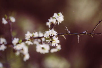 weiße zarte Blüten im Frühling