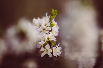 weiße zarte Blüten im Frühling