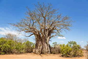 Zelfklevend Fotobehang Giant African Baobab tree in Kruger National Park © Rixie