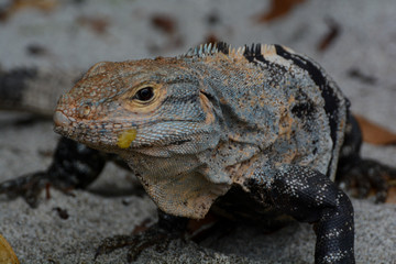 iguana
