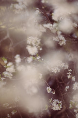 weiße zarte Blüten im Frühling