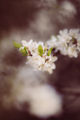 weiße zarte Blüten im Frühling