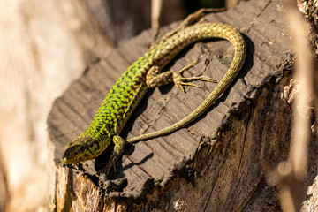 Green Lizard