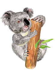 Watercolor illustration of an Australian animal koala