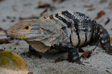 Rettile Costa Rica