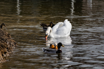 White swans together with various ducks and drakes swim freely and calmly in a freshwater quiet...
