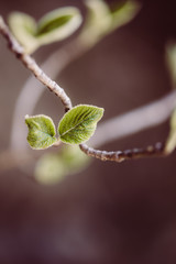 zarte Blätter im Frühling