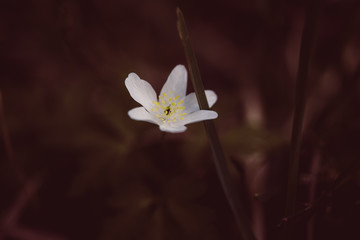 Zarte Blüte im Wald