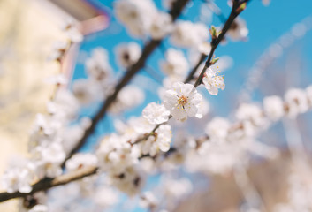 Branch of apple or cherry tree with many flowers over blue sky. Closeup
