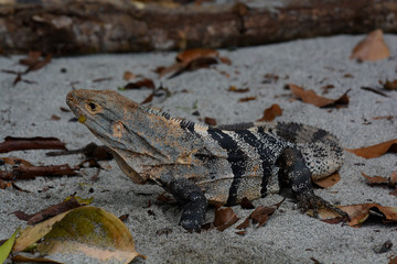 Rettile sulla spiaggia del parco nazionale manuel antonio