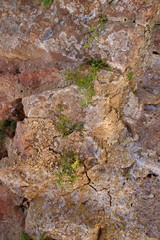 Moos und Farn wächst aus einer Felsenwand herraus