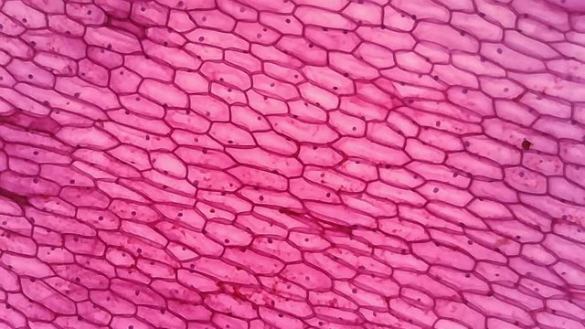 Microscope Typical Plant Cell x1000
