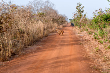 Grant's Gazelle and elephant crossing a dirt road in Nazinga national park in Burkina Faso