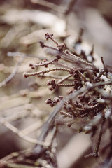 Braune Struktur im Wald