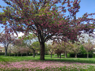 Naklejka premium arbre en fleures