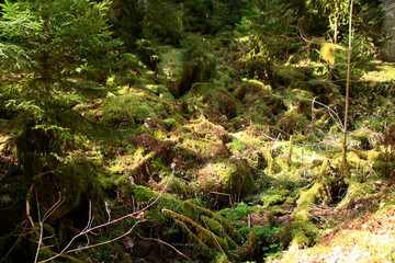 Waldboden der mit efeu und moos bewachsen ist