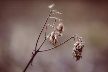Trockene Pflanze im Wald