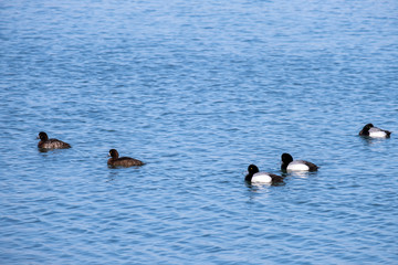 スズガモの群れ　Flock of Diving duck